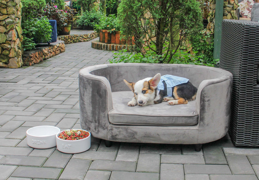 Dog Beds Wayfair